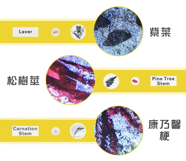 Andonstar AD102 4.3吋螢幕數位生物教學顯微鏡