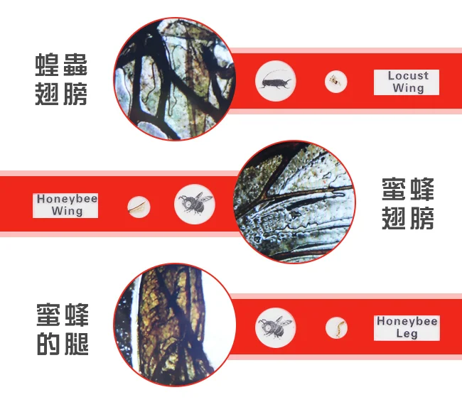 Andonstar AD102 4.3吋螢幕數位生物教學顯微鏡
